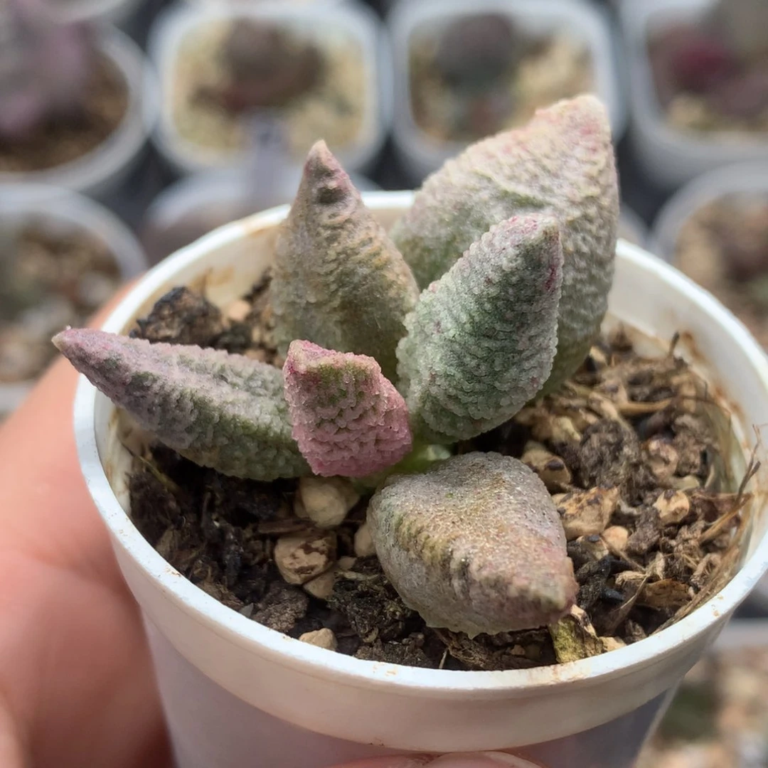 融化纹冰淇淋 单头成株