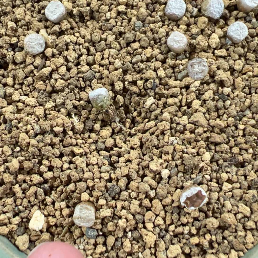 量拍园艺方糖一颗，尺寸小