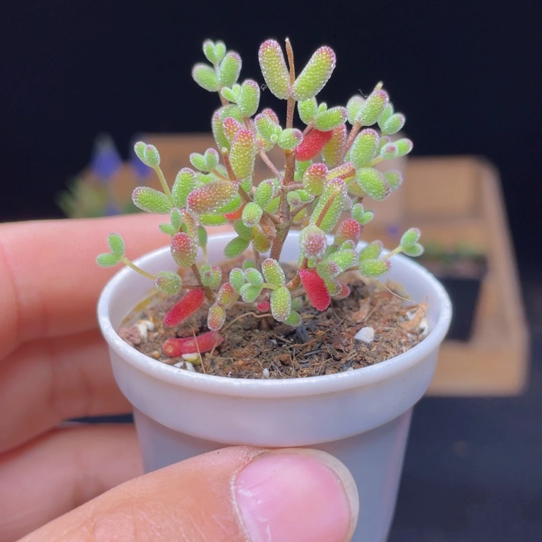 实生蜜桔糖球多肉9.9包邮发货