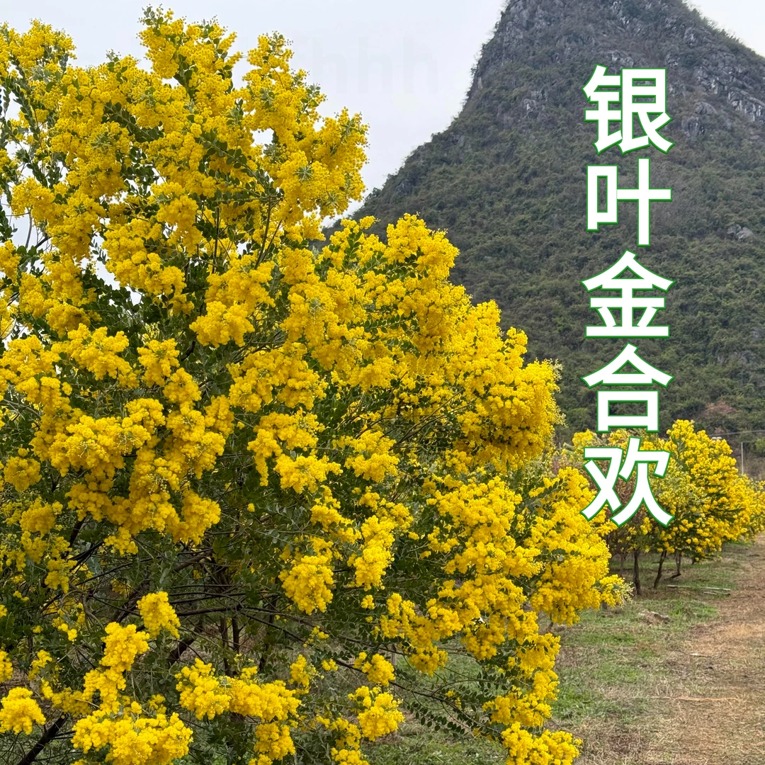 银叶金合欢盆栽盆栽进口品种树苗出售树苗珍珠相思网红植物合欢花