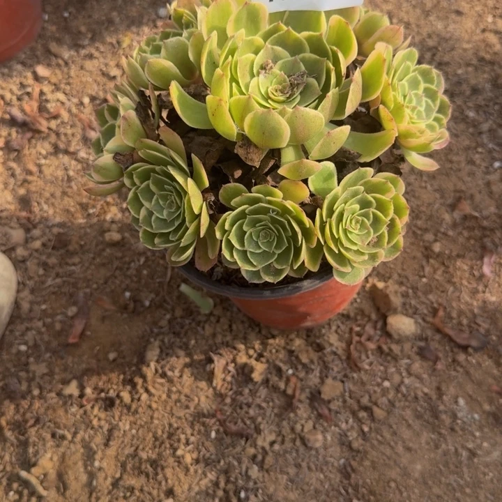 548粉花妖。多肉植物