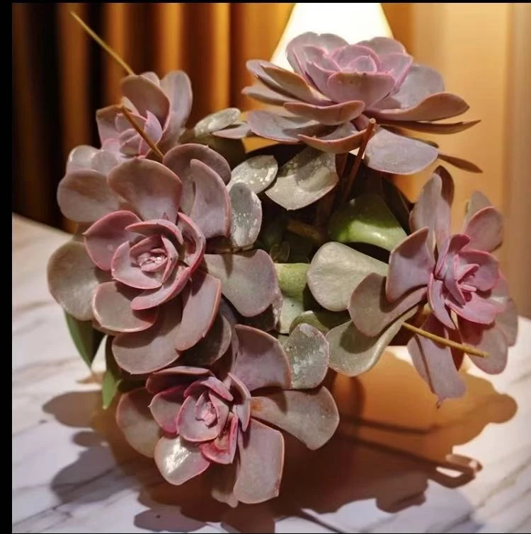 尘埃玫瑰老庄精品多肉多肉植物 多肉云南昆明基地直发