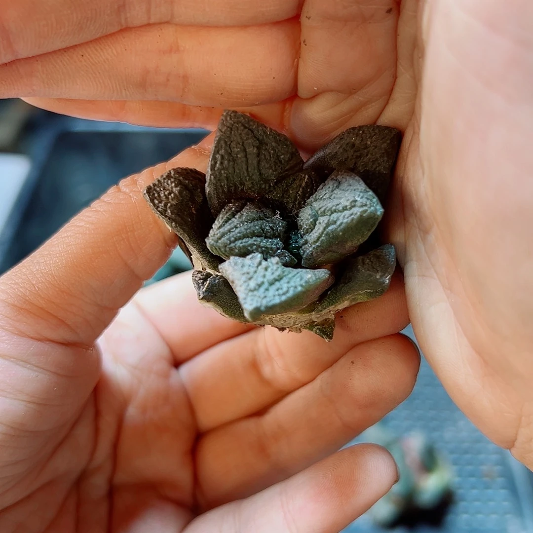 自根龟甲连山4.3公分