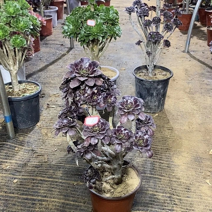 6，圆叶红酒杯多肉法师