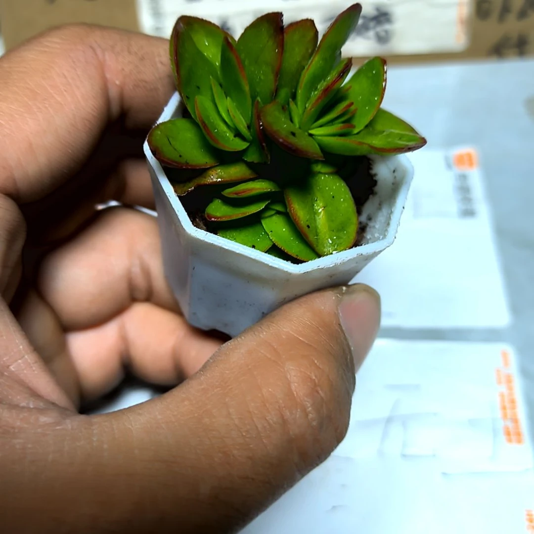 满6元包邮，天狗之舞小苗