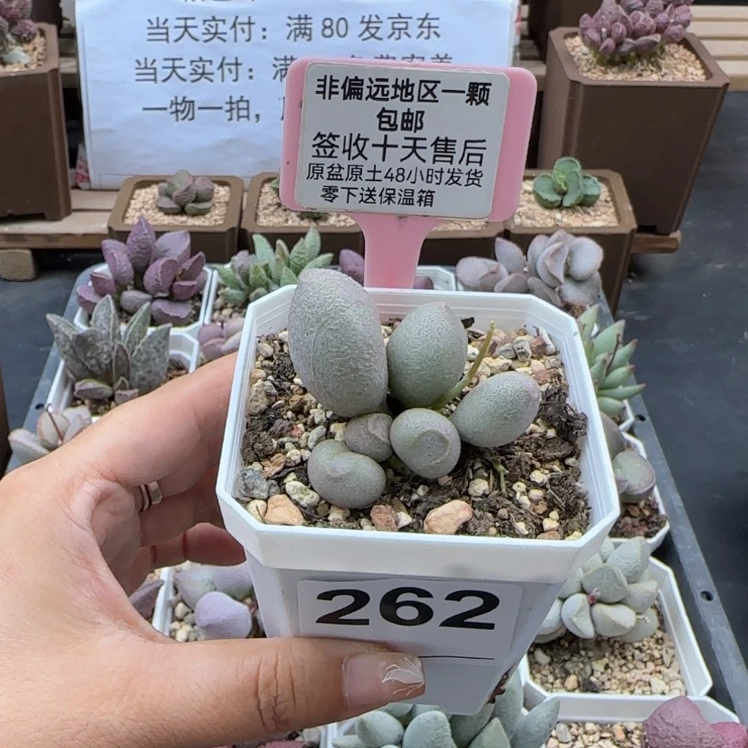 262哈密瓜多肉植物