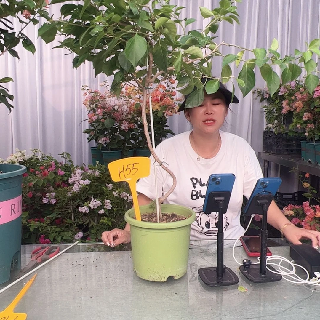 正***住大部分开放少量花苞H55佩德罗