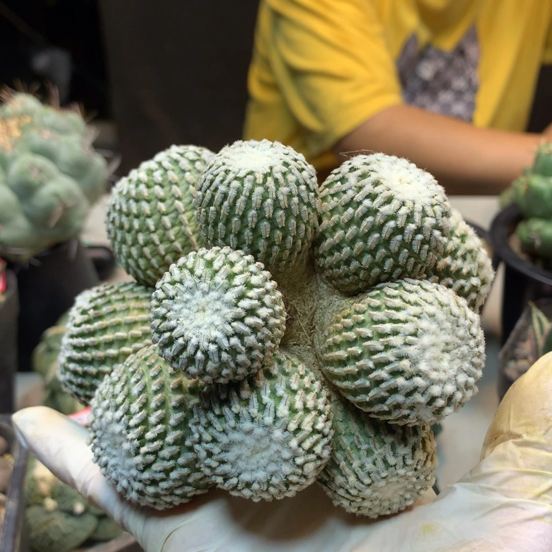 43号 自根 金巧殿群生