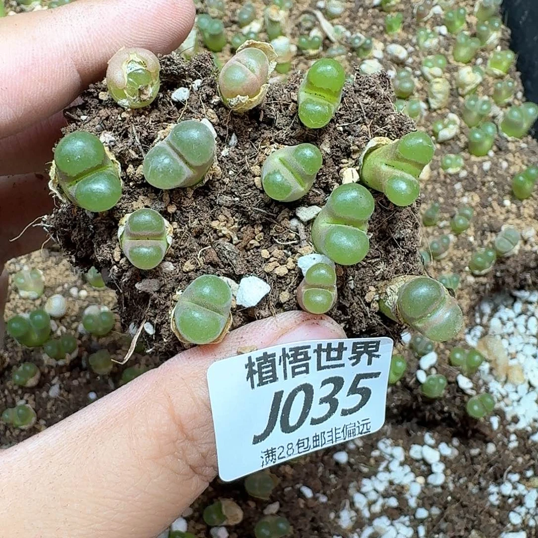 多肉植物的润泽额c c