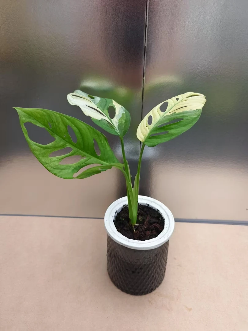 【锦化仙洞龟背竹室内】（轻微叶损不包水培植物）绿植客厅白锦龟背竹