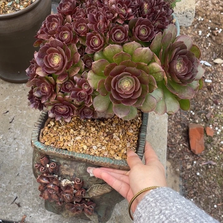 多肉多味儿菜是很重要滴