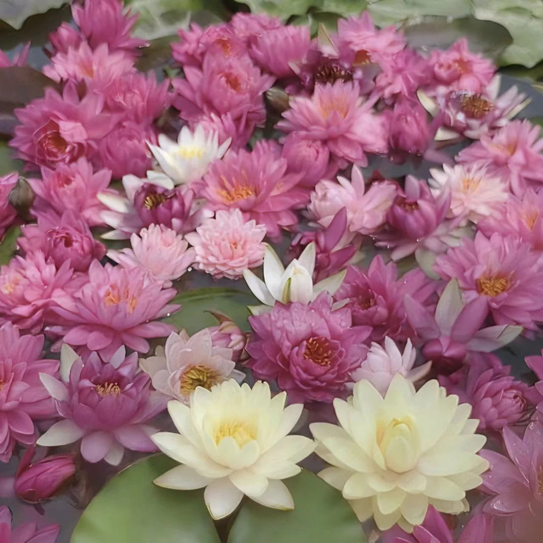 精品睡莲新品莲花带花苞水生庭院观赏植物（随机发一颗，可挑选）