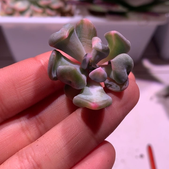 丘比特锦中班锦锦锦