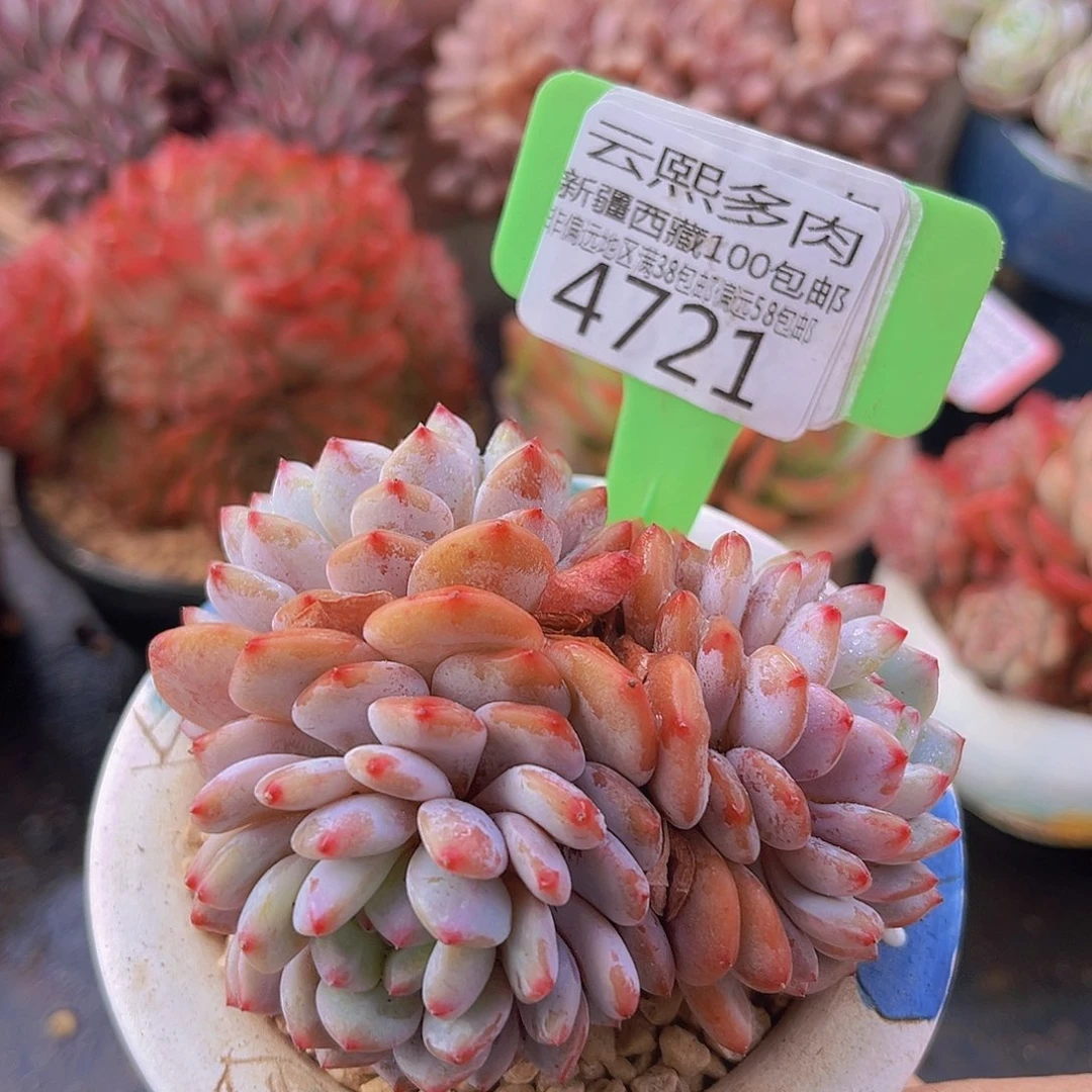 4721星星橙多肉植物