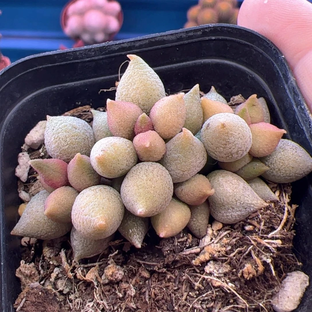 蜡*新小辣椒。