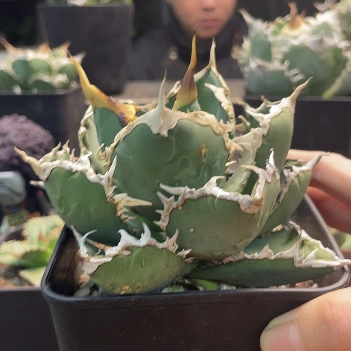 狼人88888888888888