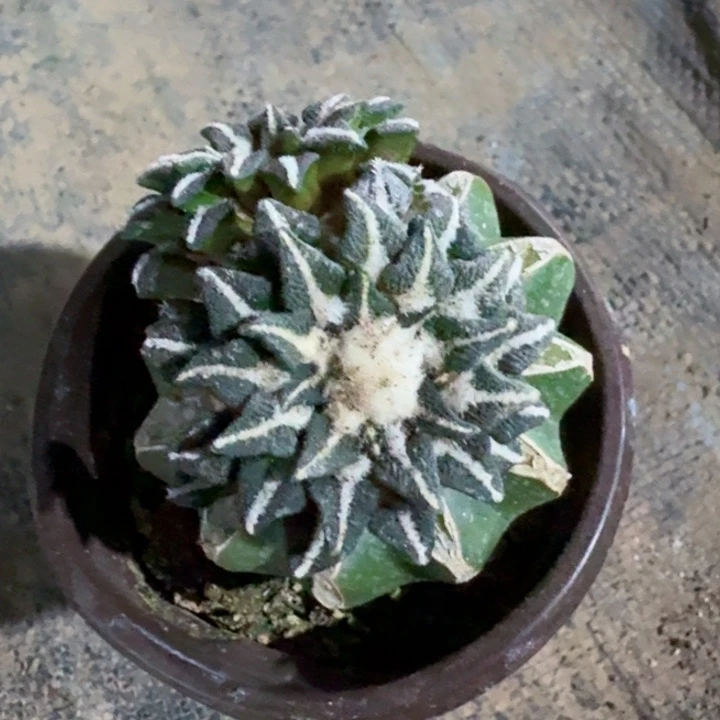 418苗接双头黑牡丹仙人球