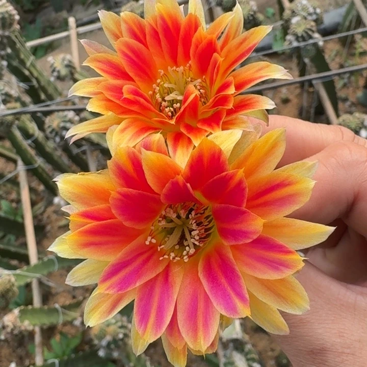 227丽花美花5歪2公分左右无根侧牙