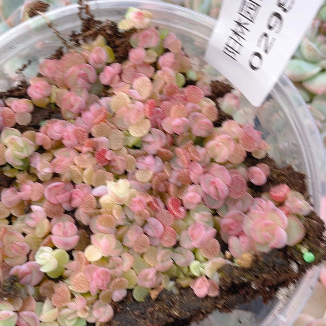 把***你多肉植物多肉植物298