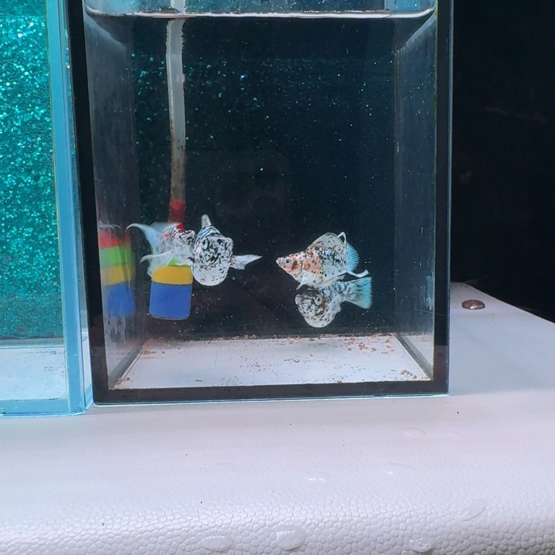 黑玛丽鱼299号玛丽4条