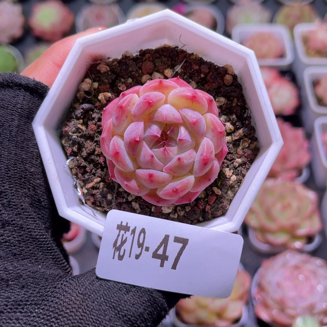 花19-47精选溏心