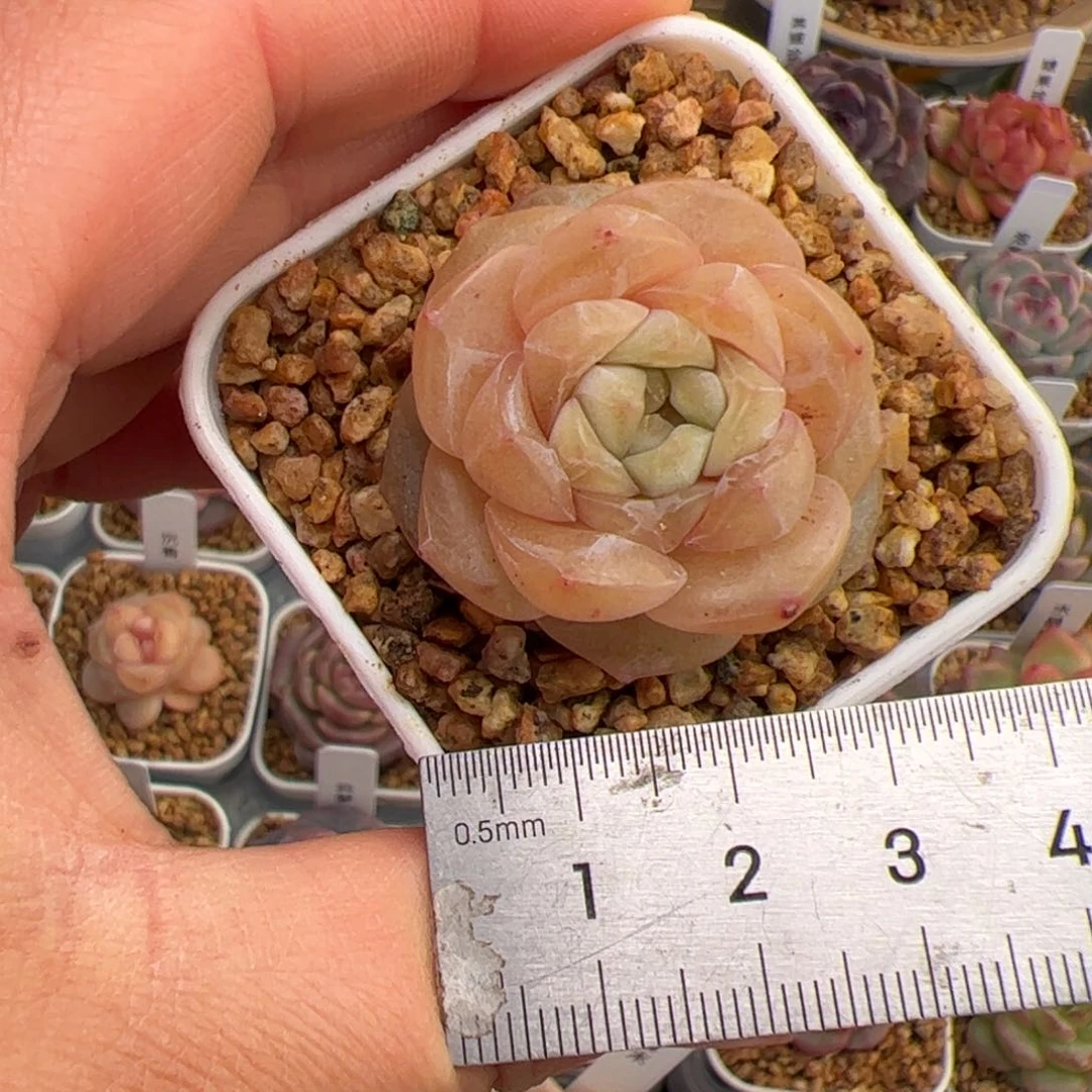 一****Y071 多肉植物组合