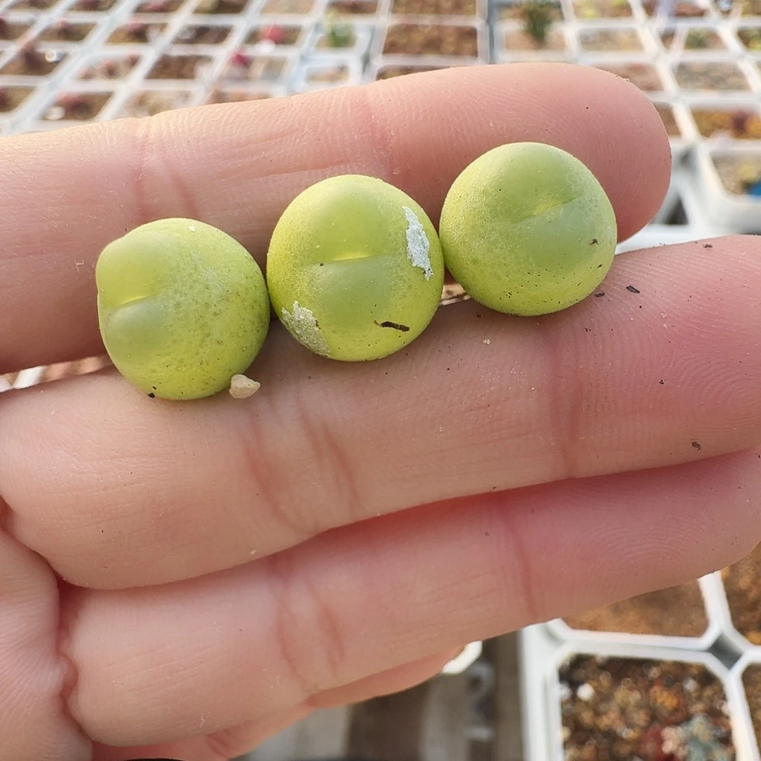 D***.多肉植物福利拉登997