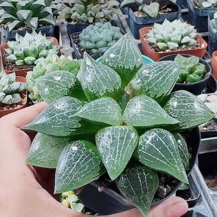 无花朵十二卷 实生寿福利