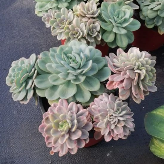 酸橙柠檬白覆轮锦群