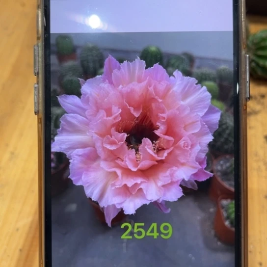 彩草2549号7公分左右