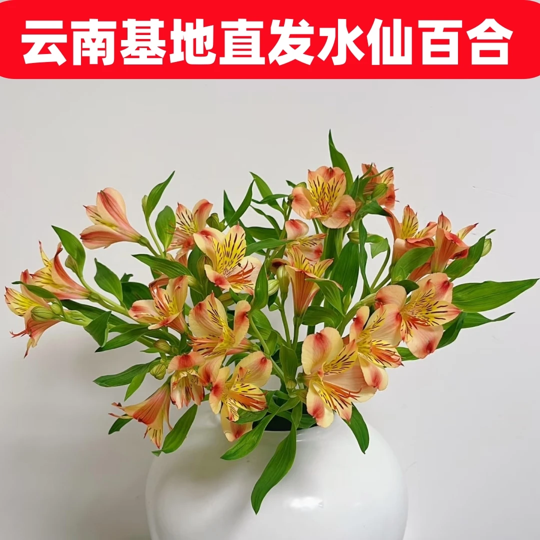 橙色水仙百合鲜花云南基地直发冷链包邮