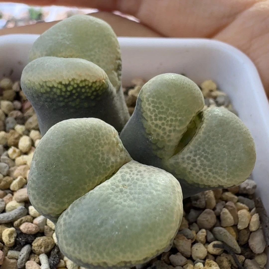 87号三头大型风铃一物一拍