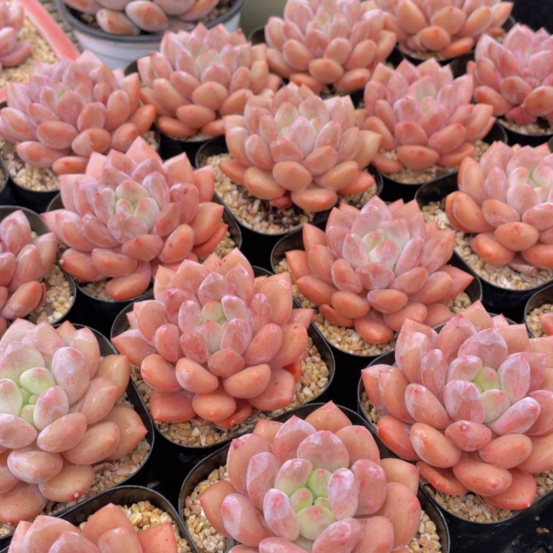 量拍16号 肥胖粉透半夏大单头一个