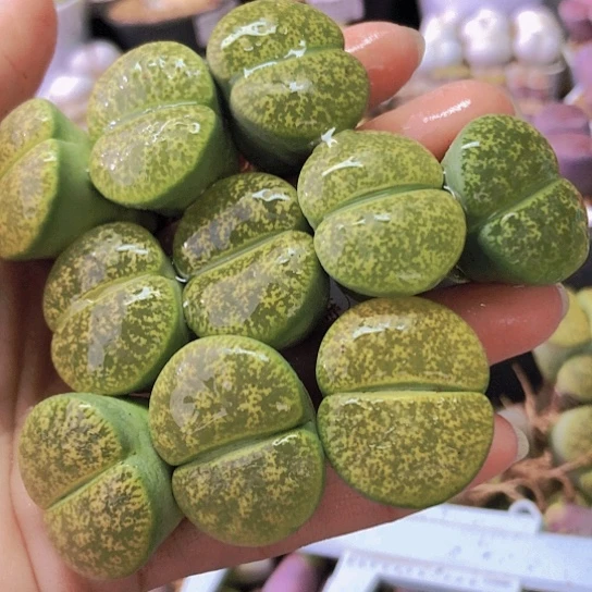 无花朵0530，2.5-2.7厘米个别老皮微瑕