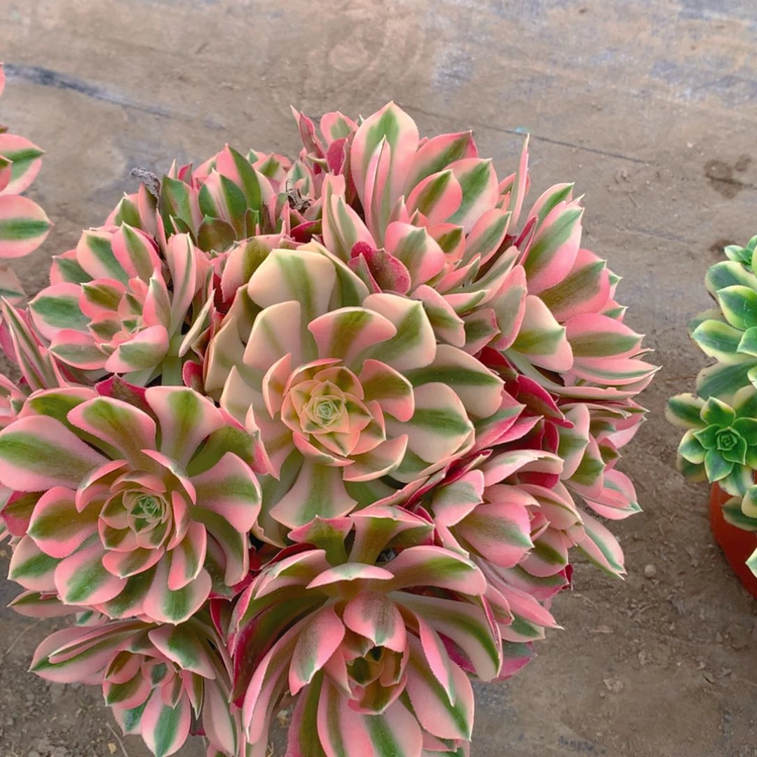 粉女巫老桩多肉量拍15