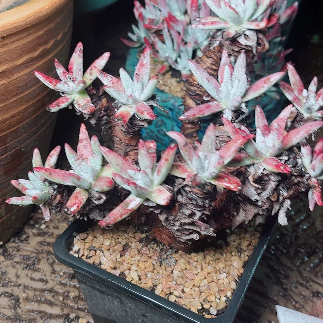 5702白鹭仙女杯多肉