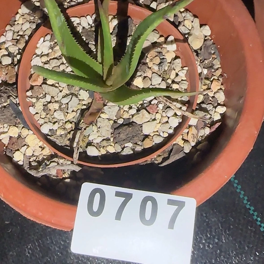 【闪购商品】z***c块根植物