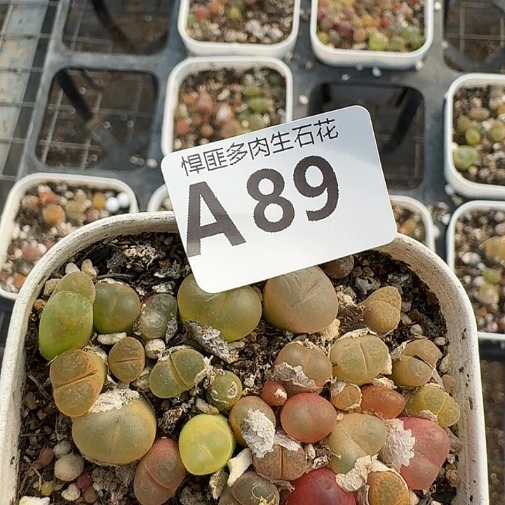 89多肉植物多肉植物