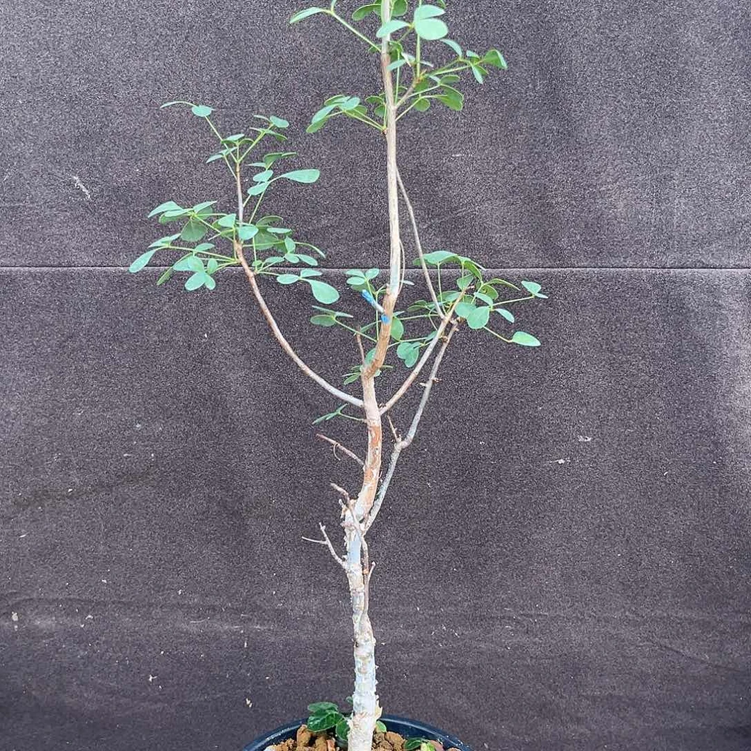 汤圆植物卡塔夫橄榄原价980