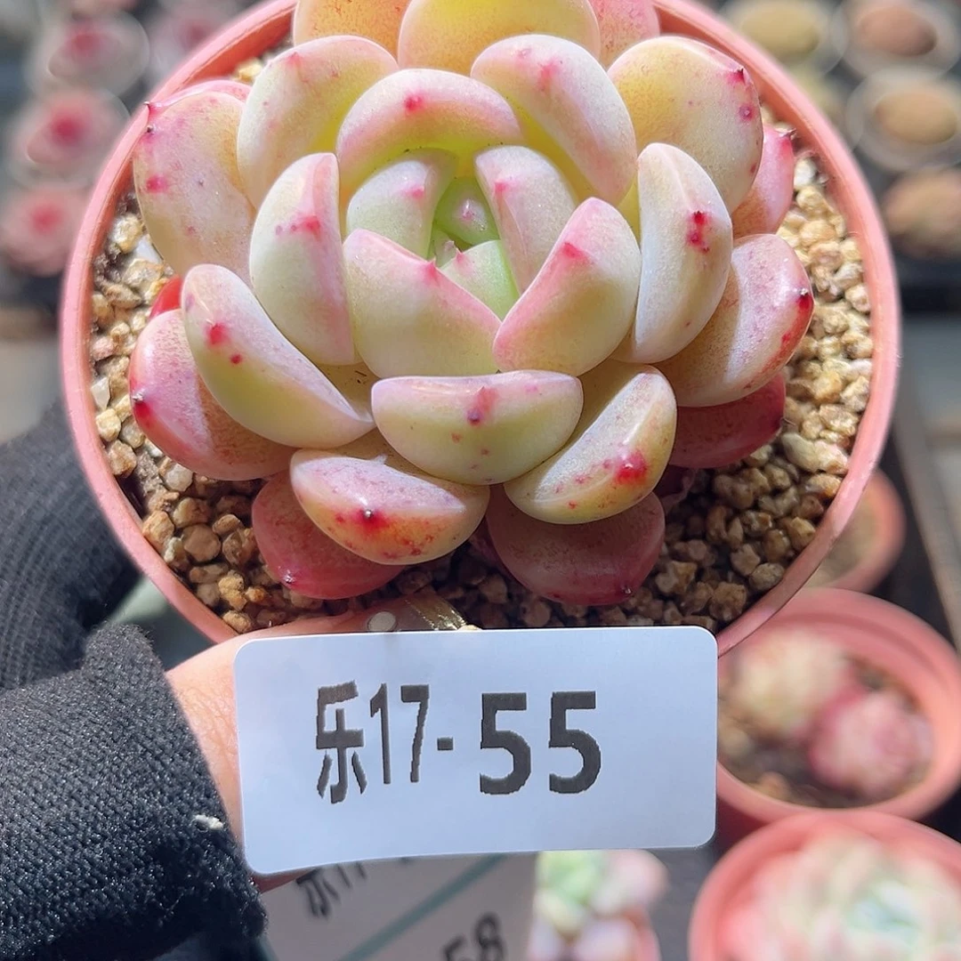 乐17-55 新品单头