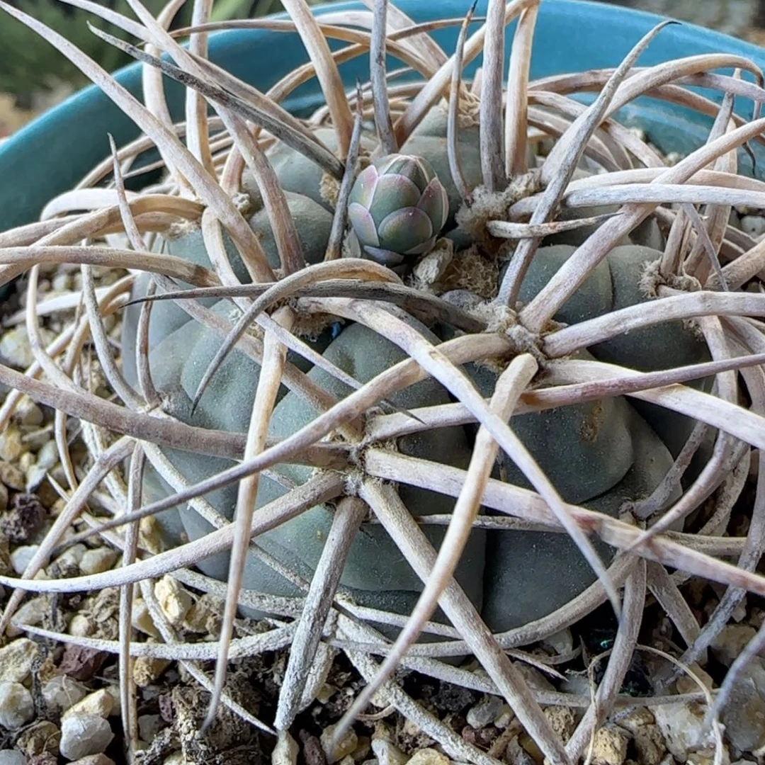 047实生九刺天平多肉