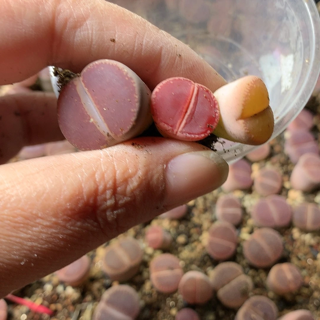 忘*G120多肉植物保护研究所