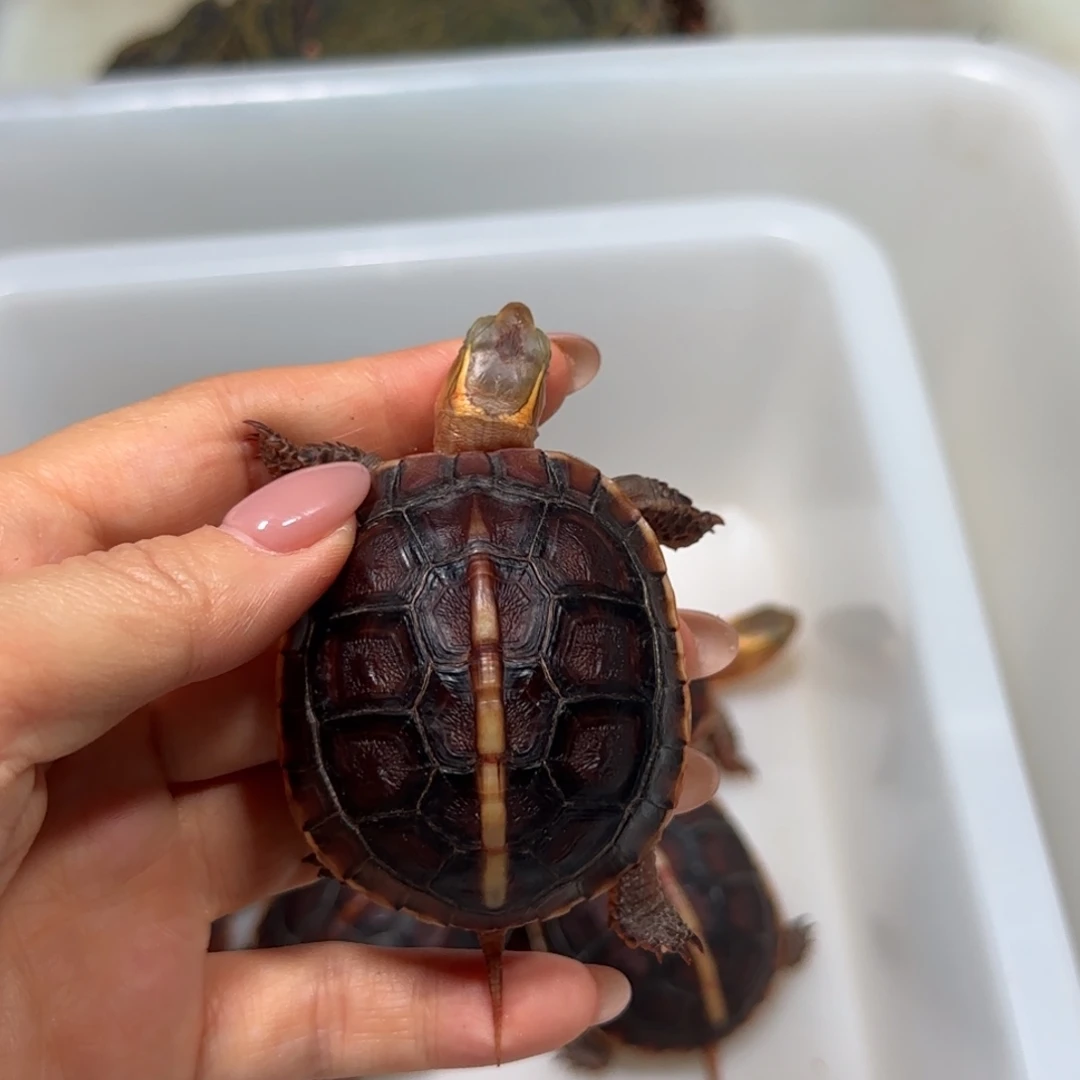 宠物龟不分公母黄缘龟球体