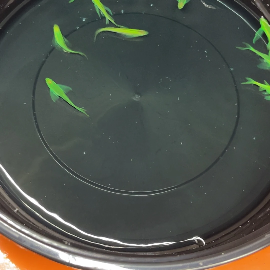 水母11号哈哈哈哈哈哈