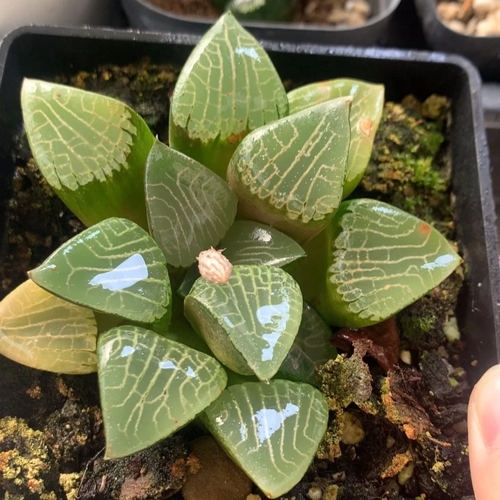 花影一物一拍带盆