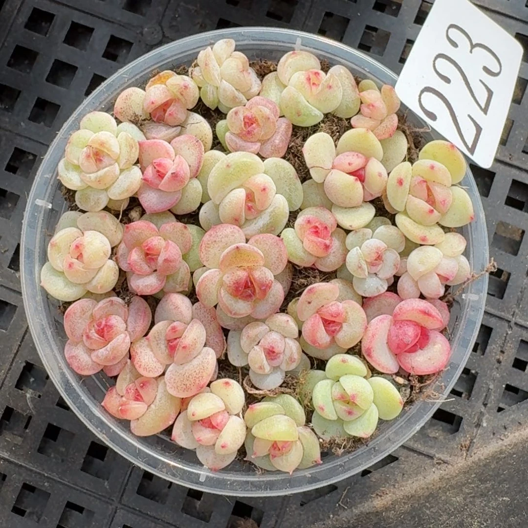 多肉植物多肉植物223