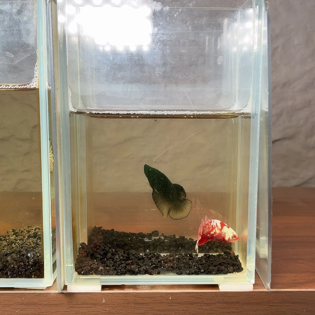 斗鱼彩金将军母鱼