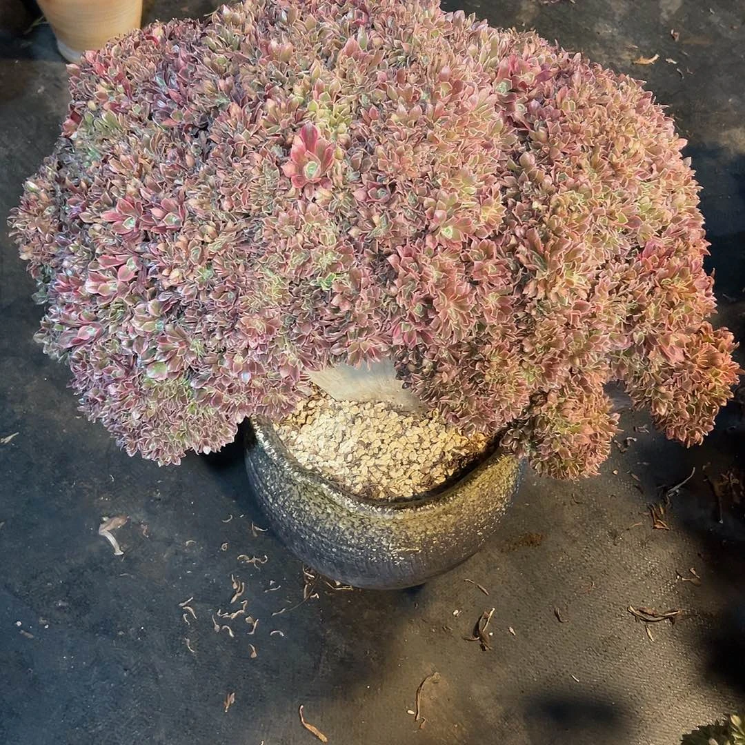 天***6大女神缀化老桩带盆包物流寄养