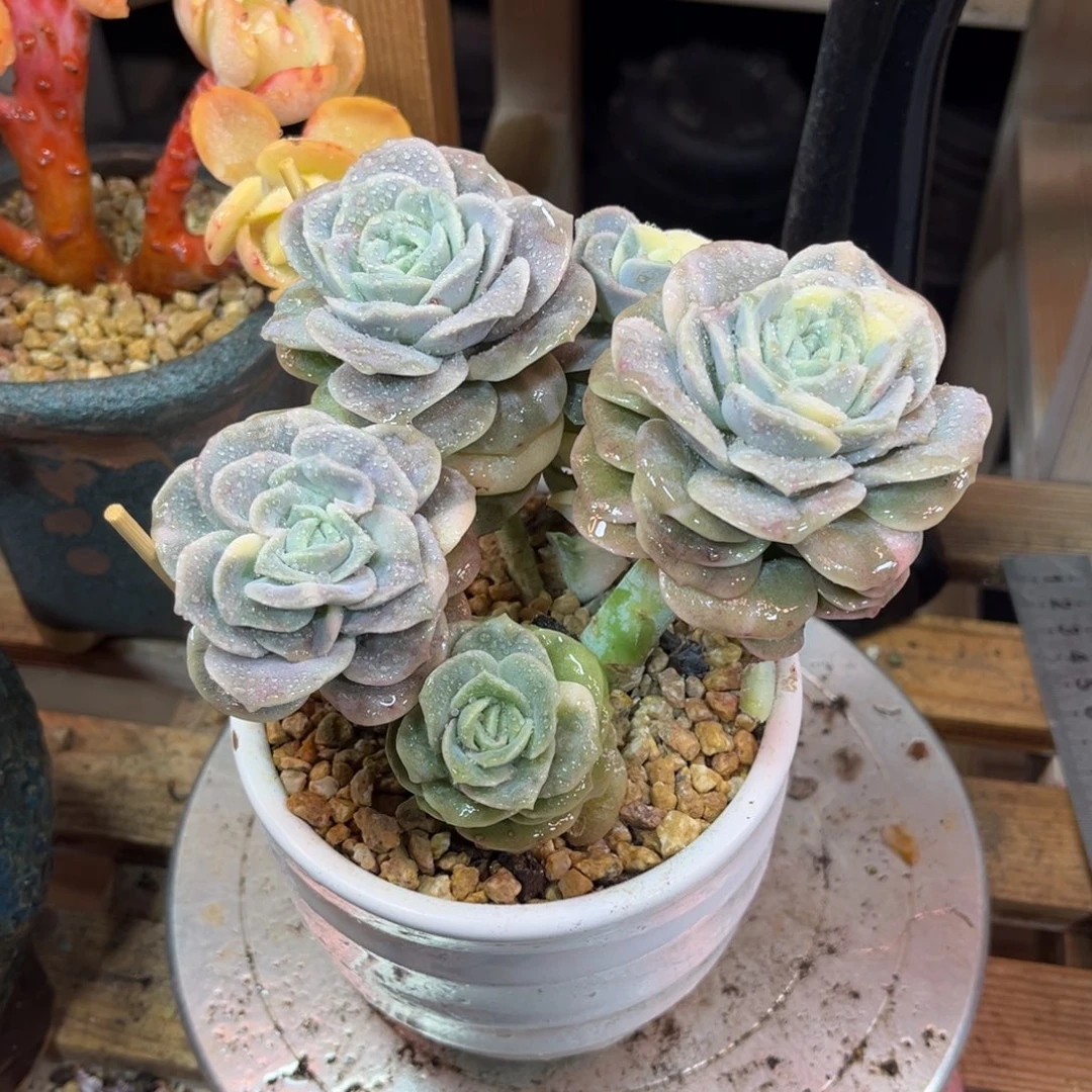 可爱玫瑰锦duolvyejinlvn