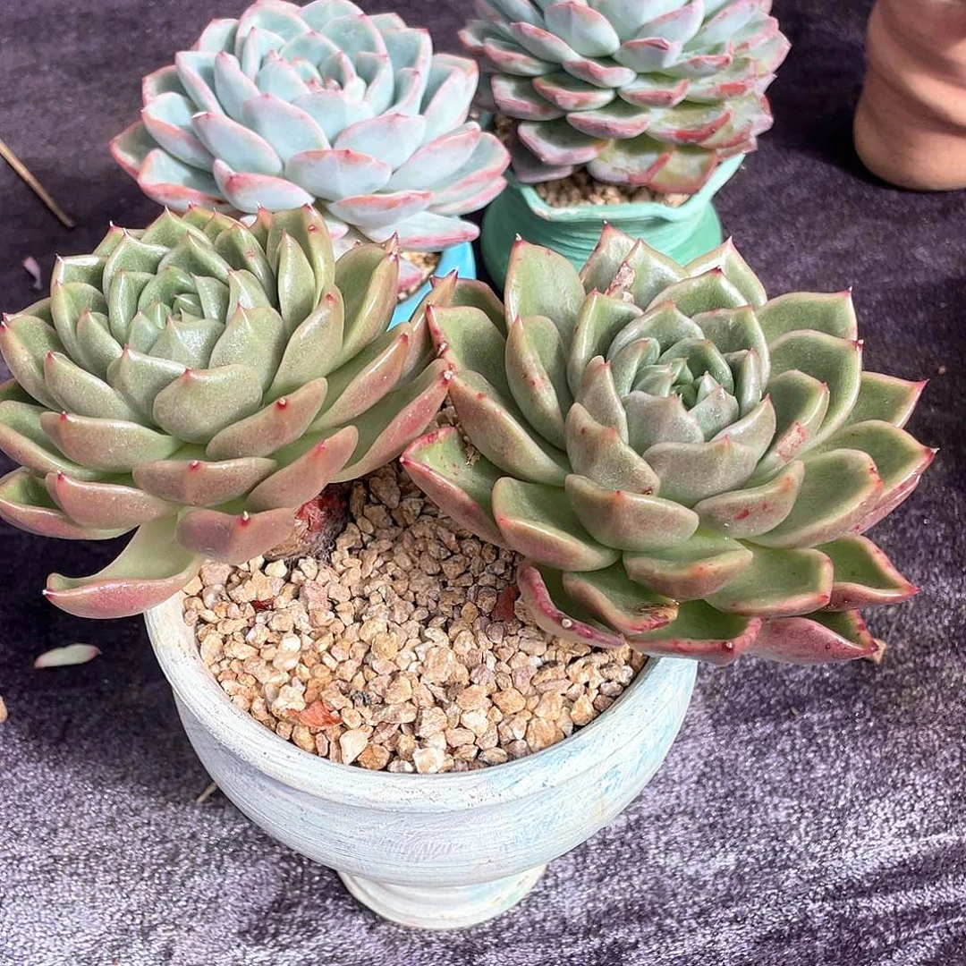 c***。多肉植物一物一拍